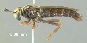 Media type: image;   Entomology 10654 Aspect: habitus lateral view